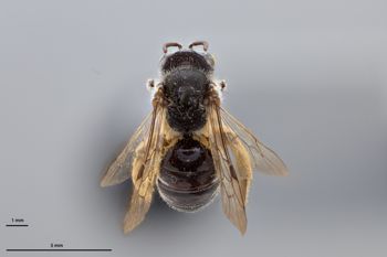 Media type: image;   Entomology 774178 Aspect: habitus dorsal view